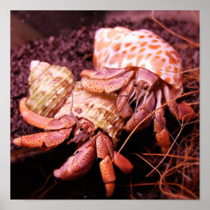 Impression de crabe Hermit