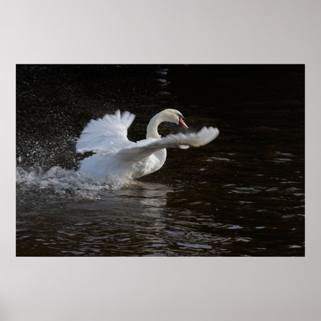 Impression de cygne à ailes étirées (Devant)