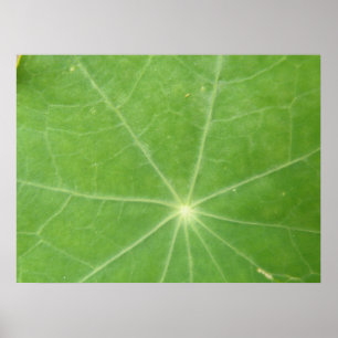 Impression de feuilles Nasturtium