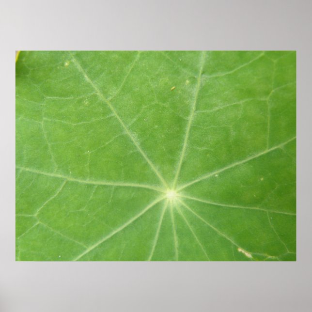 Impression de feuilles Nasturtium (Devant)