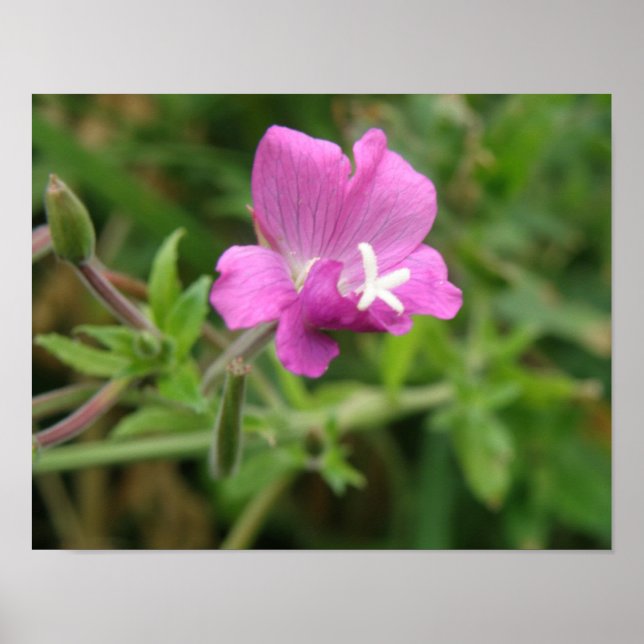 Impression de fleur sauvage Silène rouge (Devant)