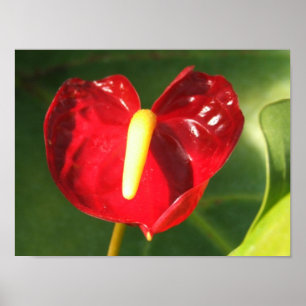 Impression de fleurs d'anthurium