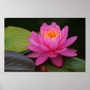 Impression de fleurs de Lotus rose