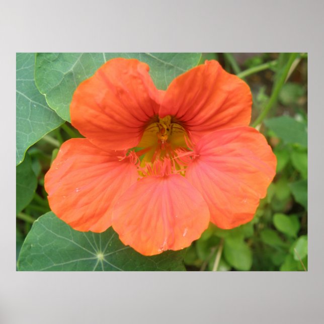 Impression de fleurs de Nasturtium orange (Devant)
