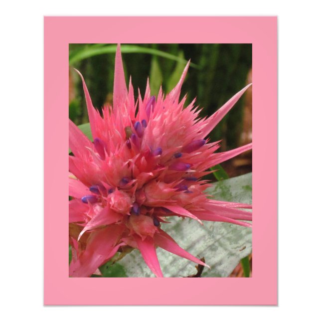 Impression de fleurs exotiques (Devant)