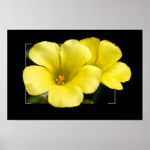 impression de fleurs jaunes
