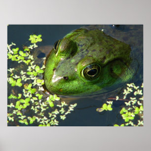 Impression de grenouille