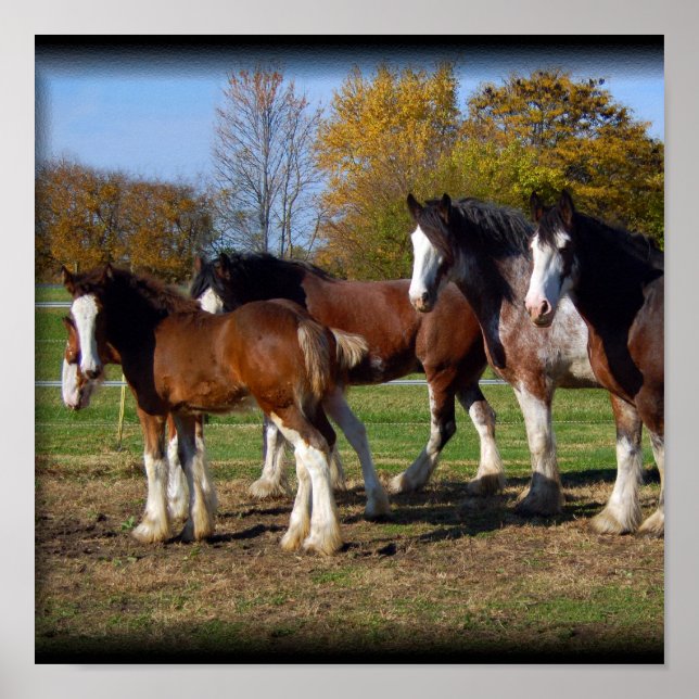 impression de groupe clydesdale (Devant)