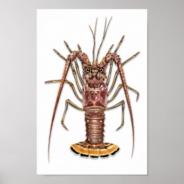 Impression de homard épineux (Devant)