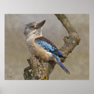 Impression de Kookaburra