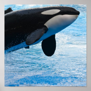 Impression de la baleine tueuse