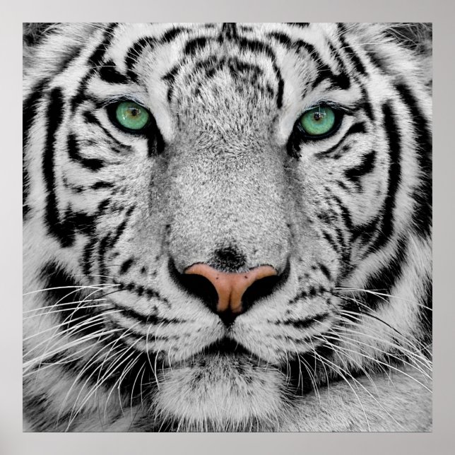Impression de la face blanche du tigre (Devant)
