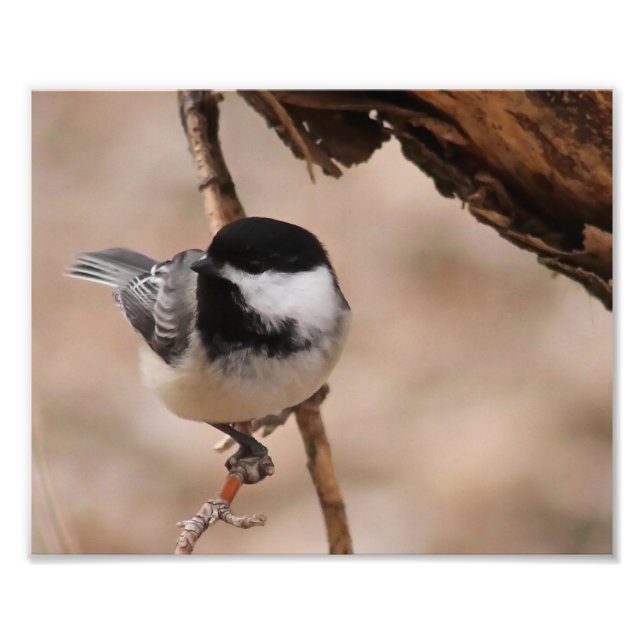 Impression de la photo de chickadee (Devant)