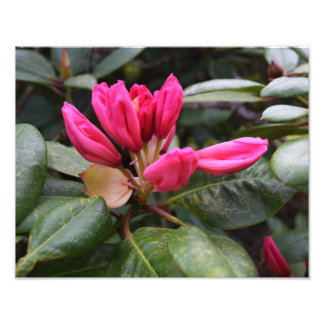 Impression de la photo en fleurs Rhododendron