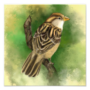 Impression de la photo Little Sparrow