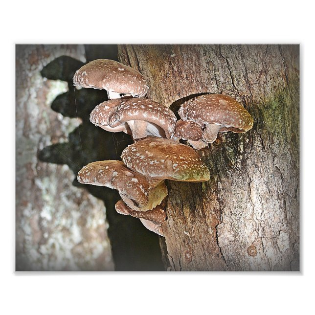 Impression de la photo Shiitake Musroom (Devant)
