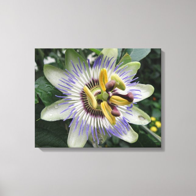 Impression de la toile de fleurs de passion (Recto)