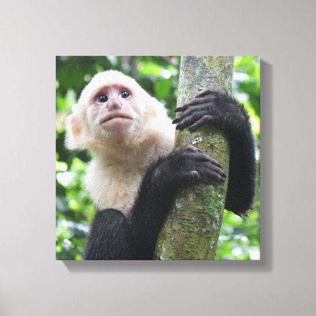 Impression de la toile de singe capucin (Recto)