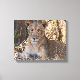 Impression de la toile Lioness