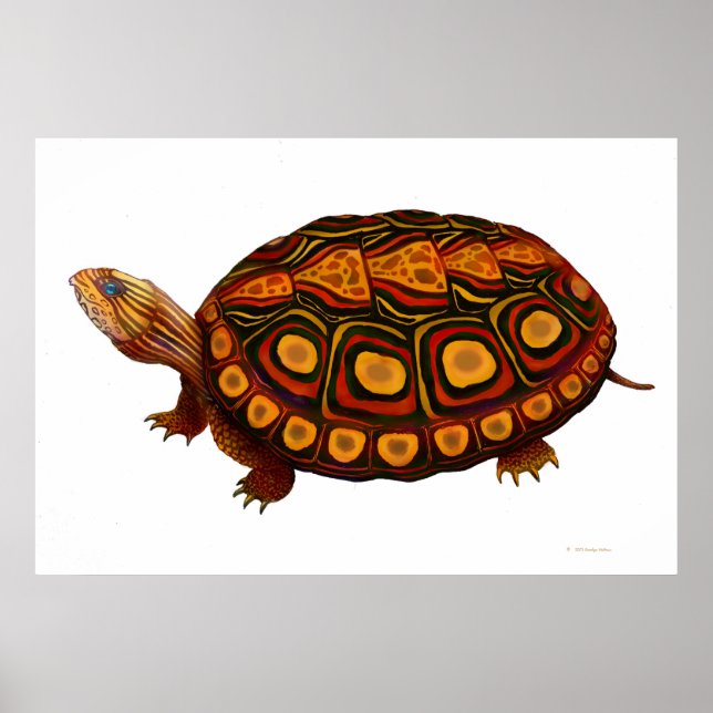 Impression de la tortue des bois d'Amérique centra (Devant)
