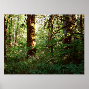 Impression de l'affiche de forêt enchantée