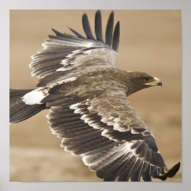 Impression de l'affiche de l'aigle volant (Devant)