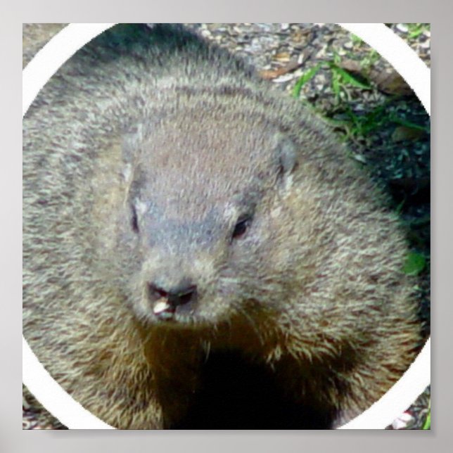 Impression de l'affiche de marmotte (Devant)