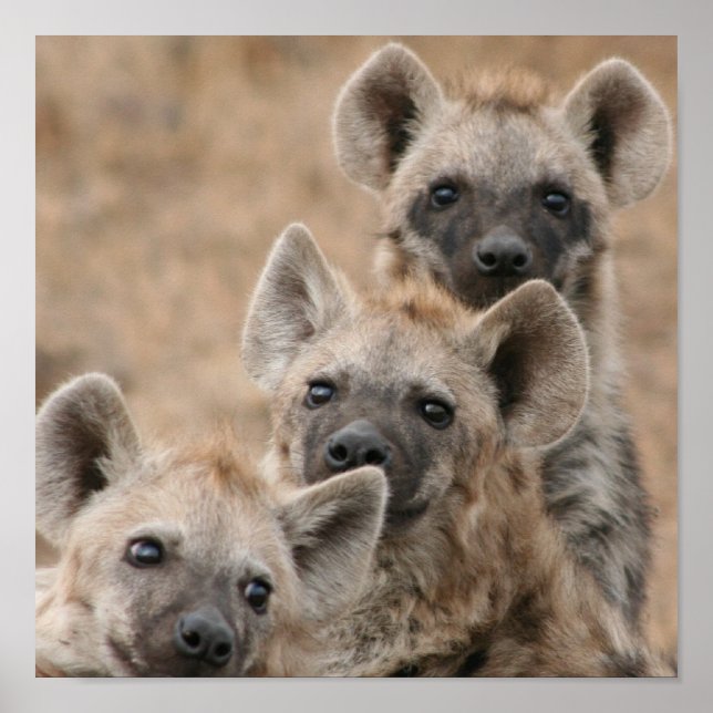Impression de l'affiche Hyenas (Devant)
