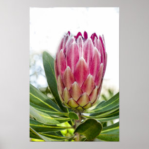Impression de l'affiche King Protea rose