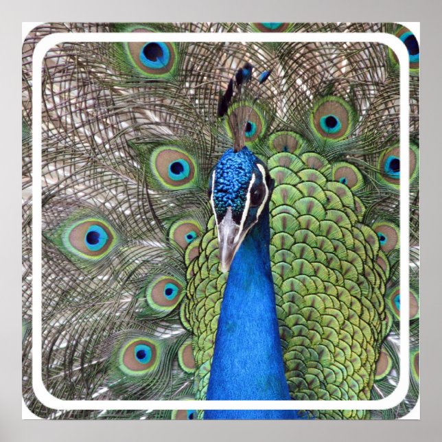 Impression de l'affiche Peacock (Devant)