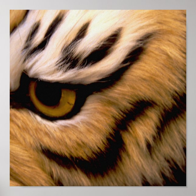 Impression de l'affiche photo Tiger (Devant)