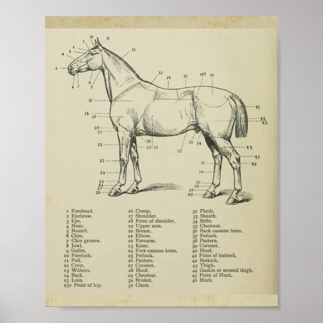 Impression de l'anatomie de la surface du cheval (Devant)