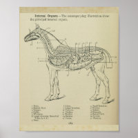 Impression de l'anatomie interne du cheval