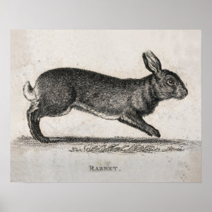 Impression de lapin vintage