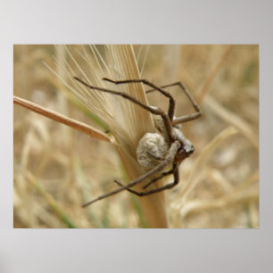 Impression de l'araignée et de la surface des oeuf