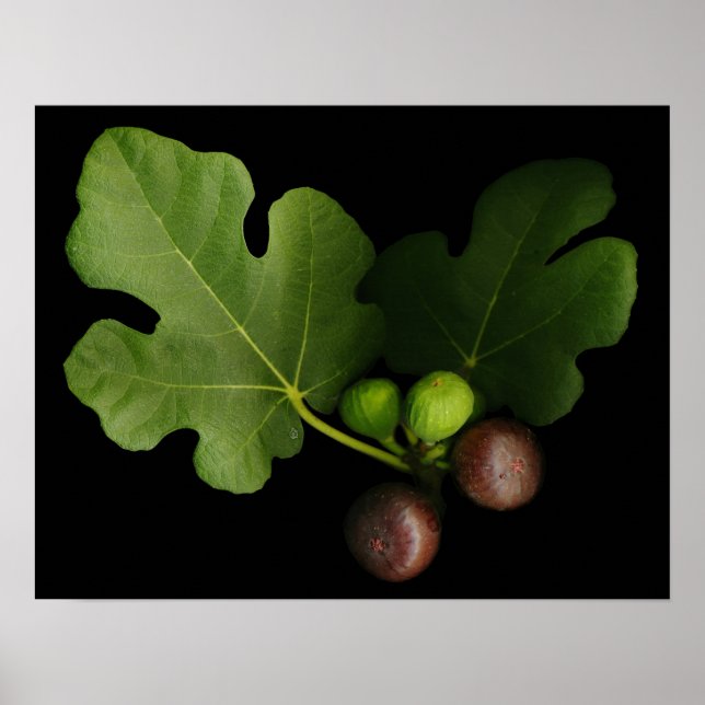 Impression de l'Arbre à Fig de Gelini (Devant)
