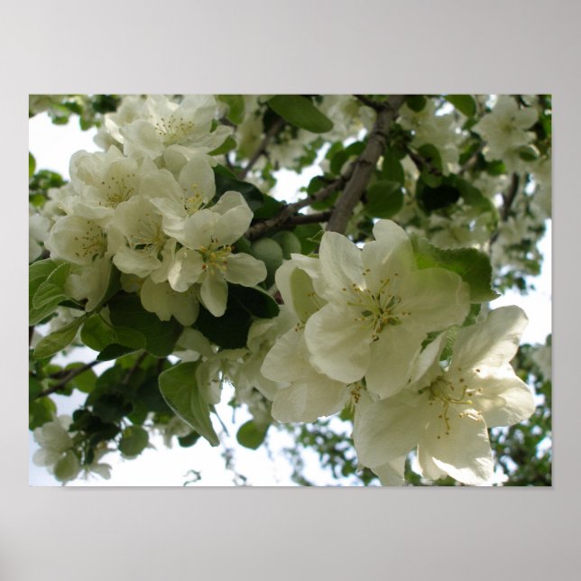 Impression de l'arbre Apple en fleurs (Devant)