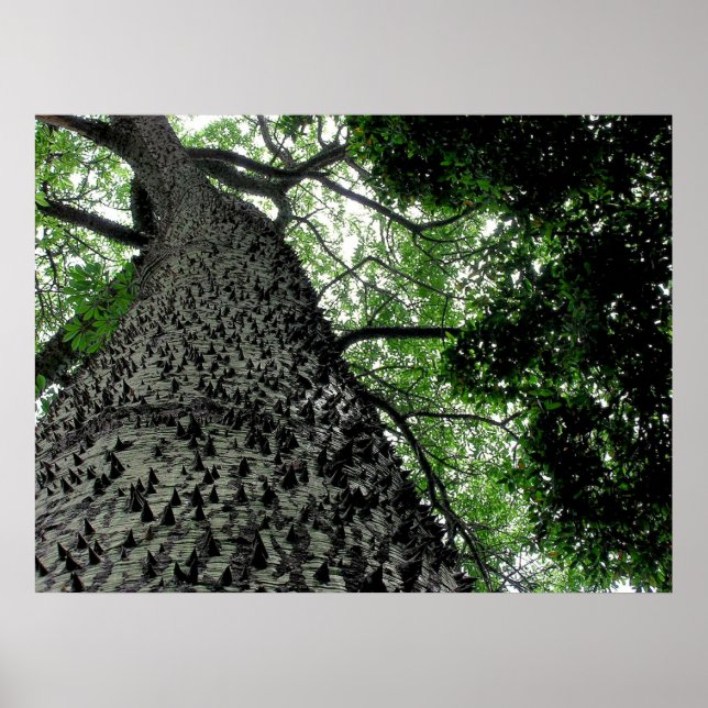 Impression de l'arbre KapoK (Devant)