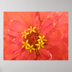Impression de macro Zinnia rouge