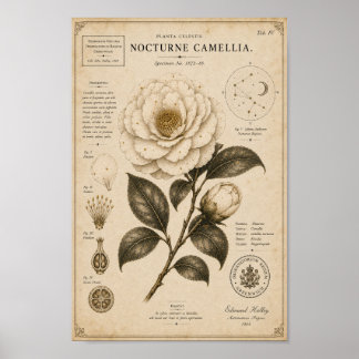 Impression de musée botanique victorien Camellia N