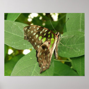 Impression de papillon vert iridescent tropical