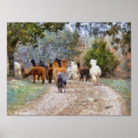 Impression de peinture numérique Alpacas