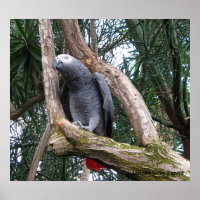 Impression de perroquet gris d'Afrique