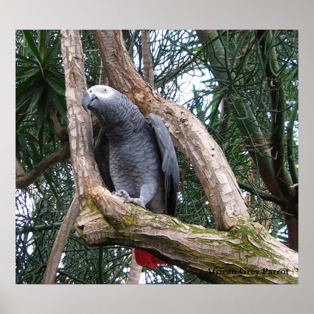 Impression de perroquet gris d'Afrique (Devant)
