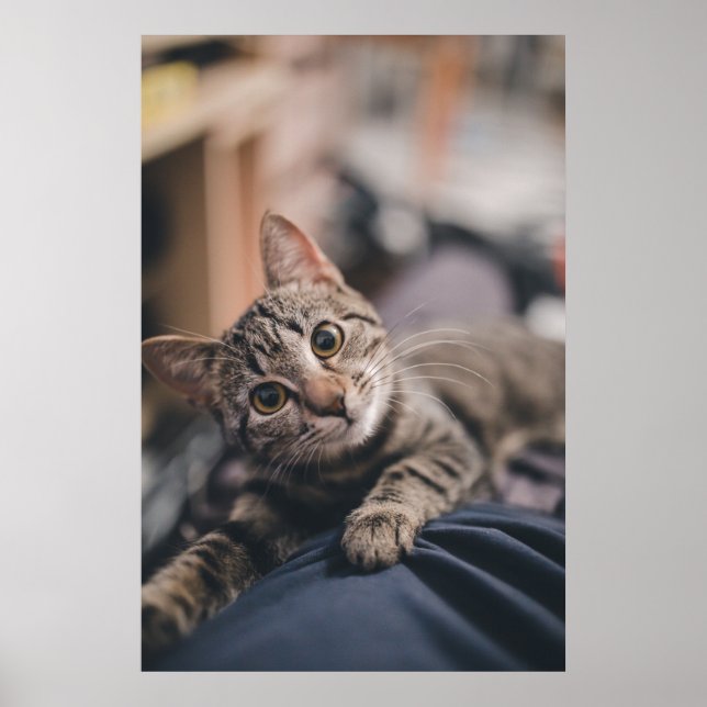 Impression de photo de chat Tabby Joueur (Devant)