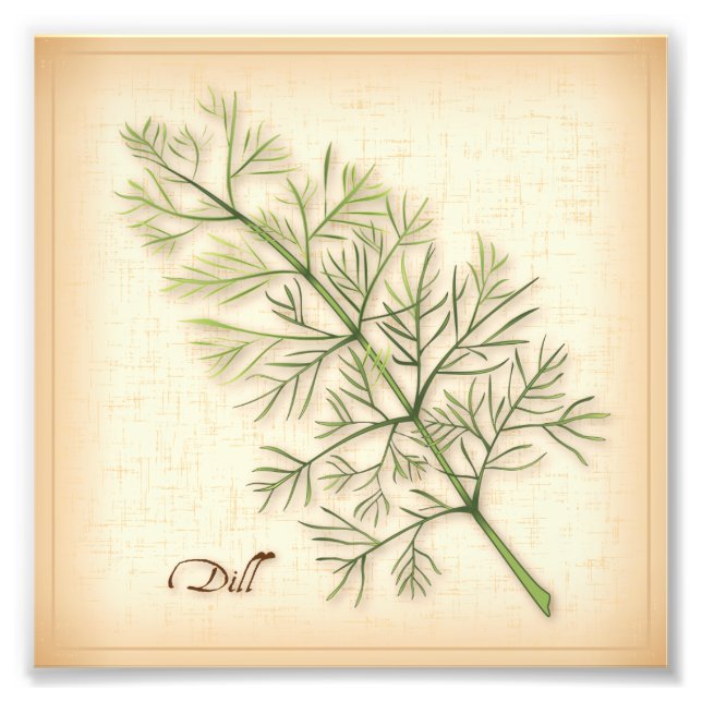 Impression de photo de l'Herbe Dill (Devant)