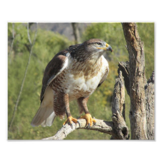 Impression de photo Red Tail Hawk