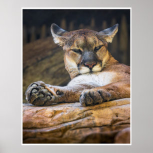 Impression de photographie de nature et de faune d