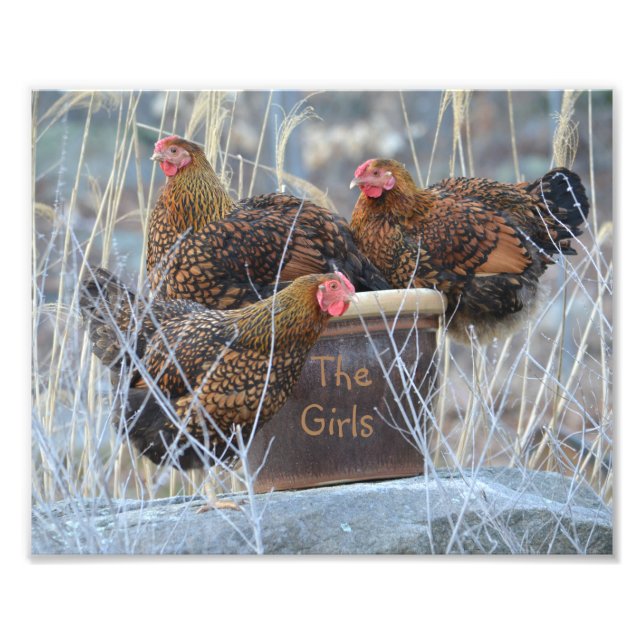 Impression de photos de poulets pour filles (Devant)