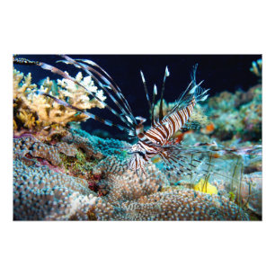 Impression de poisson blanc